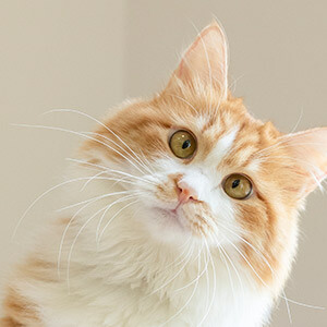 兼职代扣代缴税_兼职律师取得收入如何申报个税_兼职收入个人所得税