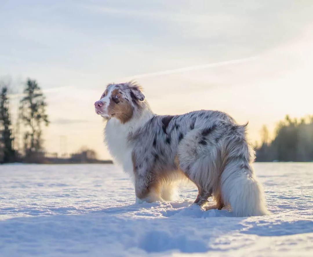 绝育后的猫主子该怎么伺候饮食？