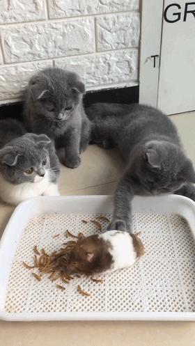 拍出百万点赞的猫咪吃饭照到底难不难？