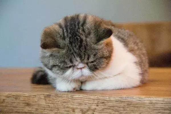 猫咪尿频是不是在发求救信号？