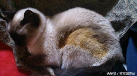 你家主子每天睡20小时正常吗？