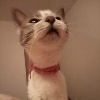 你家猫主子为啥总想偷喝你酸奶? 你家猫主子为啥总想偷喝你酸奶?