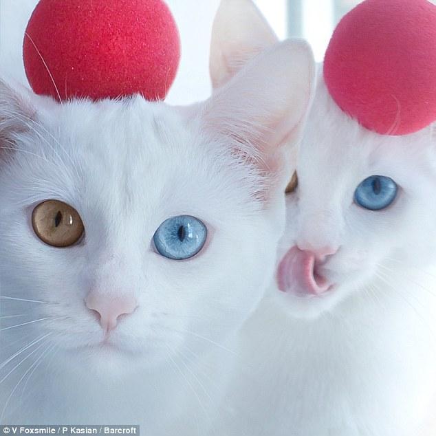 新手如何在猫咪APP社区快速找到养猫组织? 新手如何在猫咪APP社区快速找到养猫组织?