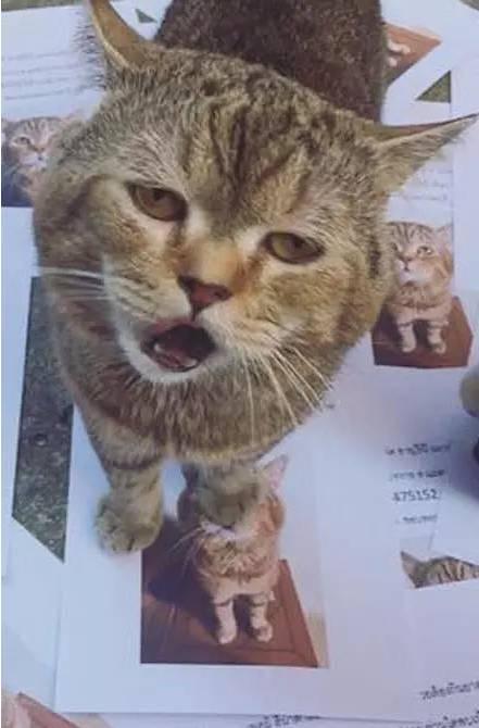 猫咪跑丢了该怎么办? 猫咪跑丢了该怎么办?