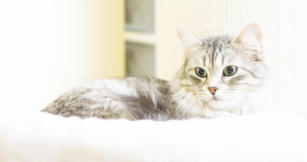 猫咪突然窜稀怎么办?新手必看应急指南 猫咪突然窜稀怎么办?新手必看应急指南