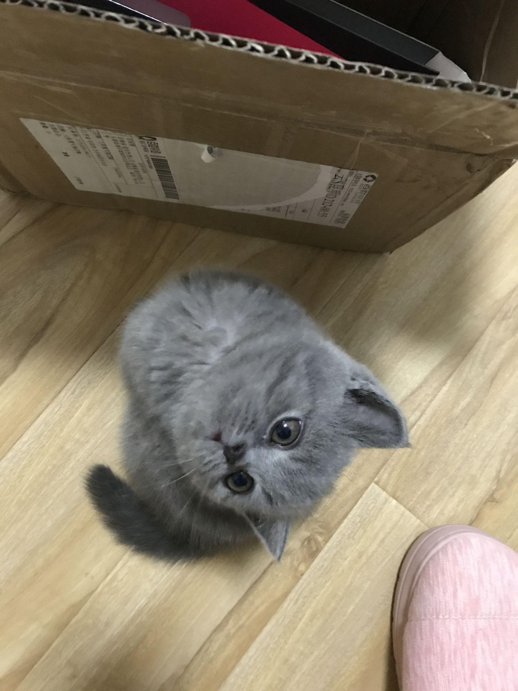 猫咪离世后真的会想念主人吗? 猫咪离世后真的会想念主人吗?