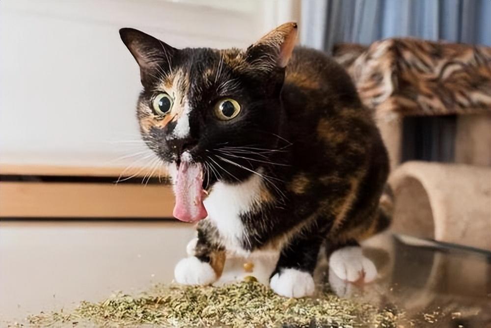 猫咪喝温水真的会吐毛球吗？