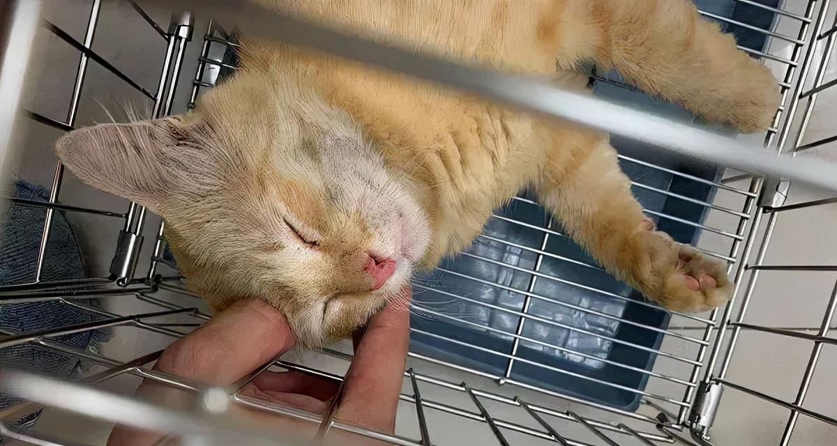 猫咪毛发根部结痂是皮肤病警报吗? 猫咪毛发根部结痂是皮肤病警报吗?