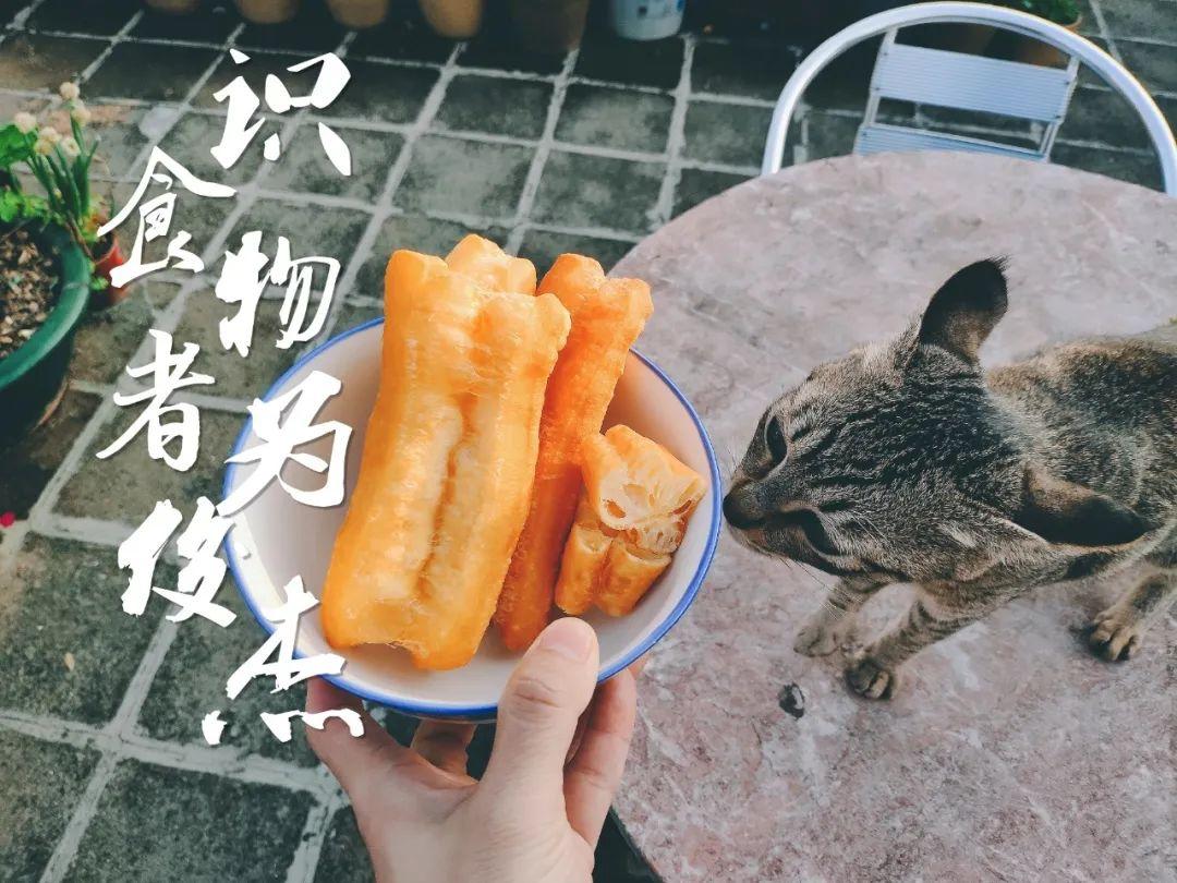 你家猫尾巴突然变 油条 ?别慌!可能是这个原因 你家猫尾巴突然变 油条 ?别慌!可能是这个原因