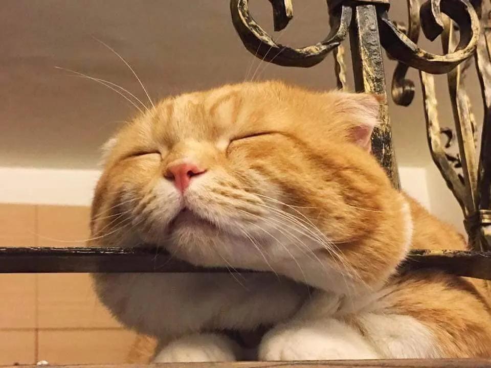 猫咪下巴的黑色渣子到底是啥毛病？