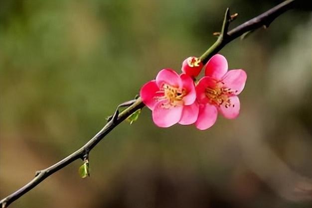 梅花易数真的能预知未来吗？