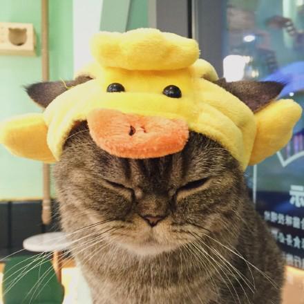 为什么年轻人都在用猫咪情侣头像？