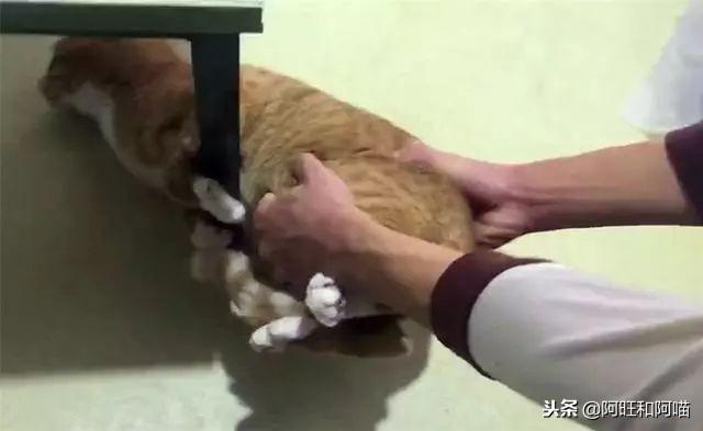 你家猫主子洗澡时像在演动作片吗? 你家猫主子洗澡时像在演动作片吗?