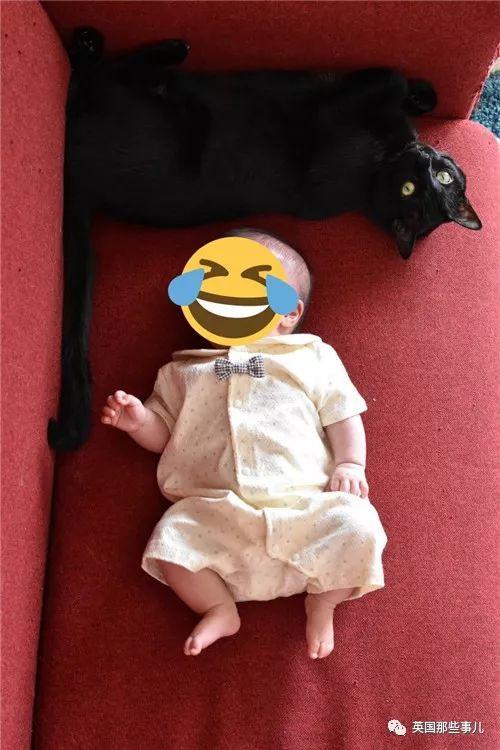 猫咪第一次生娃能生多少只？新手必看指南！