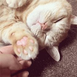 你家猫主子最近有没有这些怪动作？可能是肺部在求救！