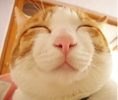 猫咪多久需要驱虫一次才安全? 猫咪多久需要驱虫一次才安全?