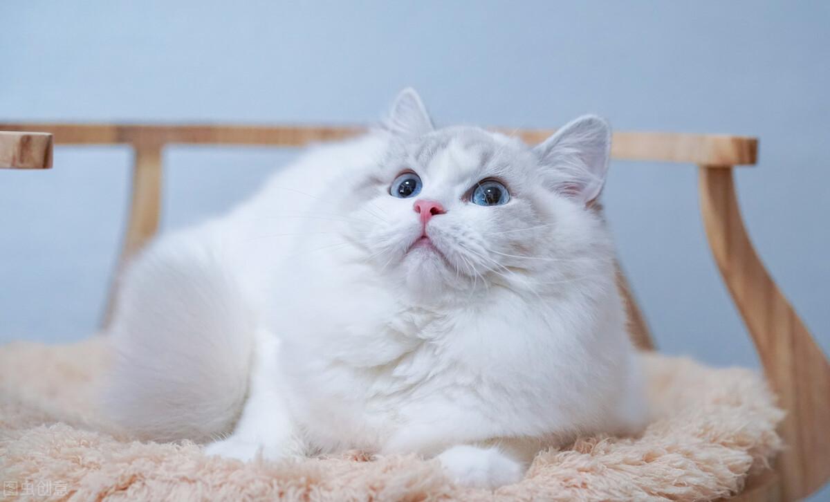 猫咪第一次驱虫要注意什么？