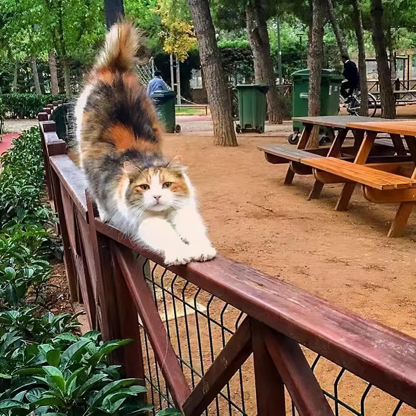 猫咪绝食是生病还是闹脾气？