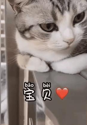 梦见猫咪咬手是福还是祸？