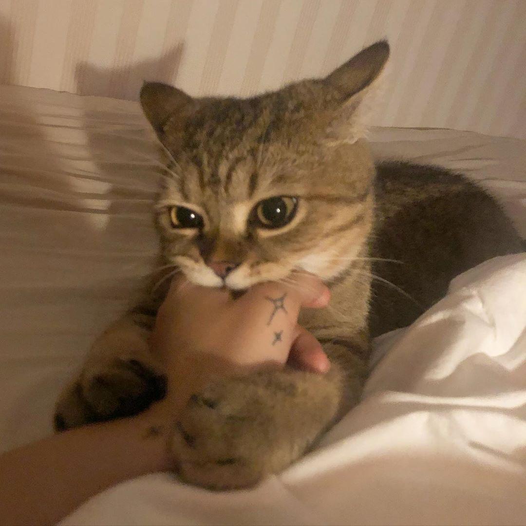 梦觉主人序暗藏情感密码？2025年双鱼座职场破局指南