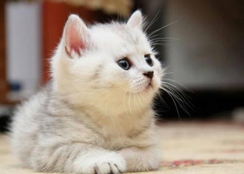 猫咪窜稀还上蹿下跳，这到底算不算病啊？