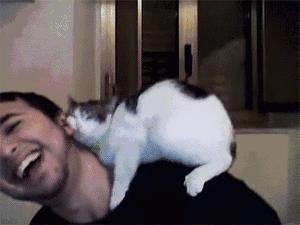 猫咪嘴巴抽搐是中毒了吗？