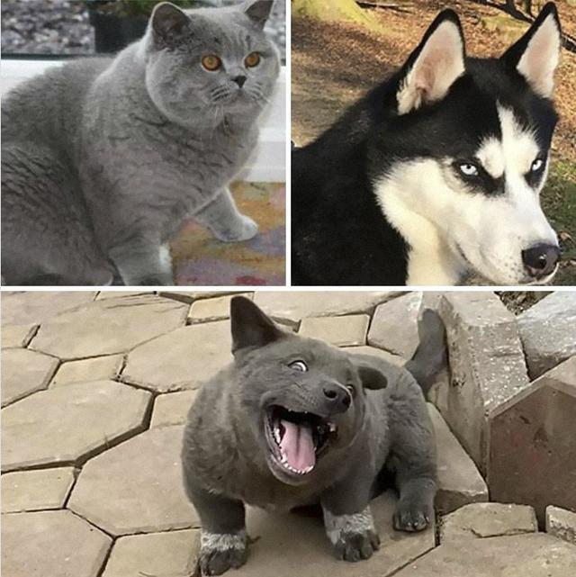 为什么每只小猫咪都长得不一样？