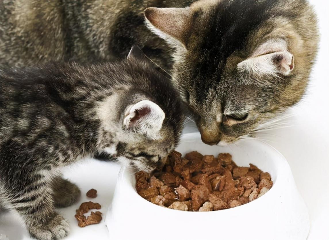 猫咪脚毛太长真的会引发健康问题吗？