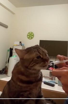猫咪杯真的能让猫多喝水吗？
