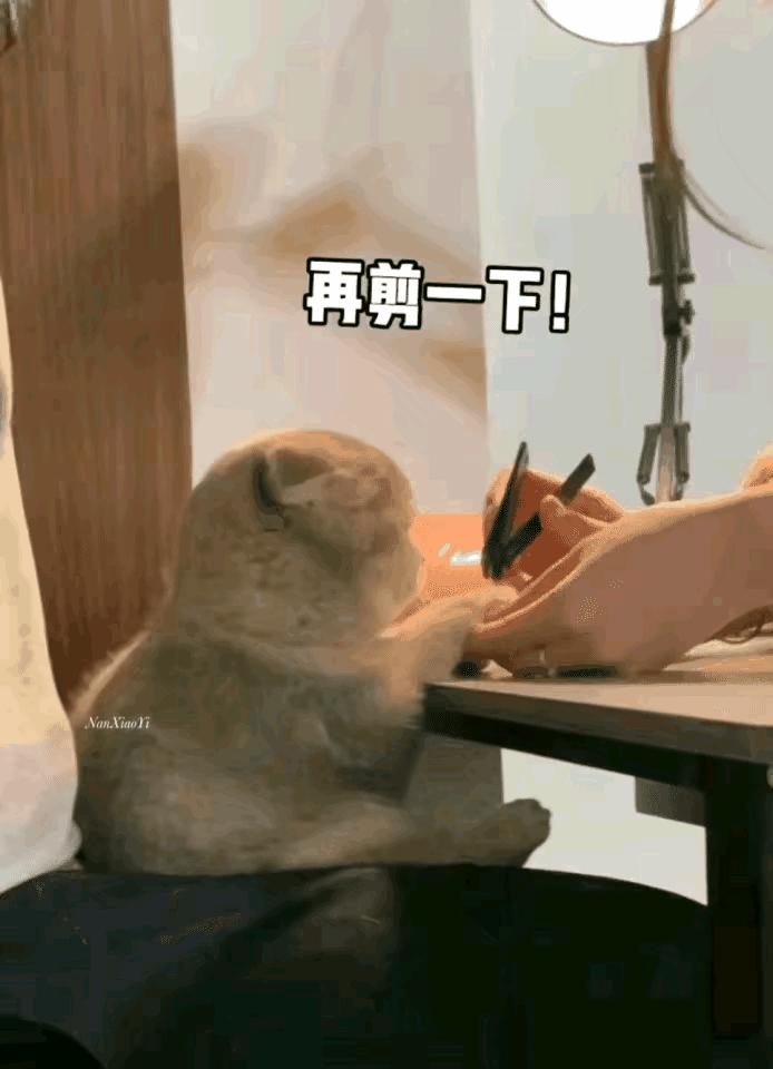 给猫咪挂水真的安全吗？你可能忽略的7个隐患