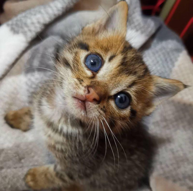 刚出生的小奶猫能直接吃猫粮吗？