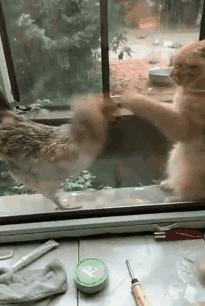 猫咪饿24小时会出大事吗？