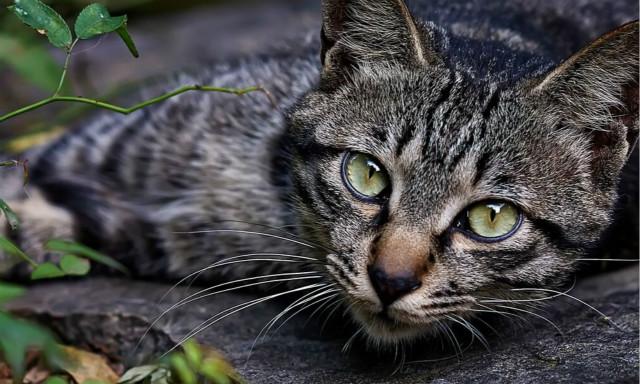 猫咪睡觉睁眼是死透了还是诈尸啊？