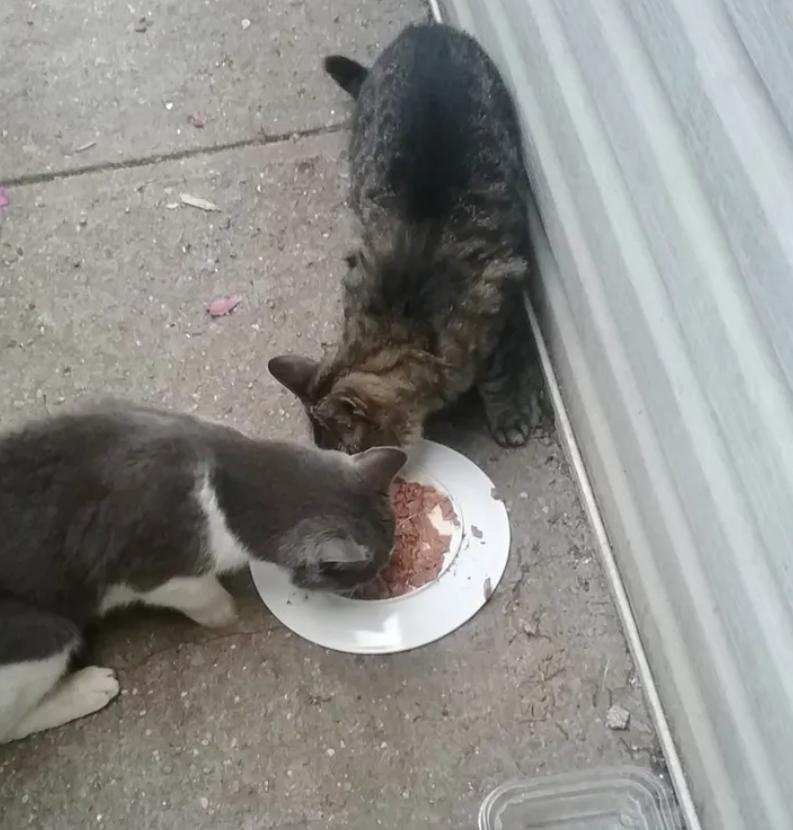 猫咪社区新官网怎么玩？新手必看攻略来了！