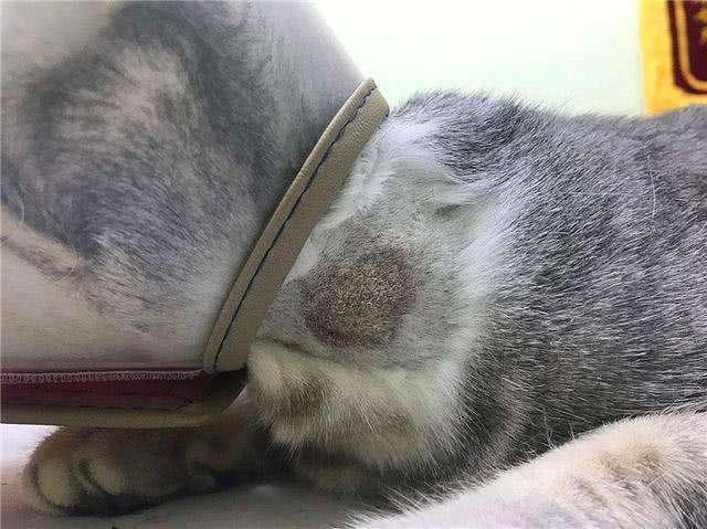 撸猫后皮肤发痒打喷嚏是咋回事？