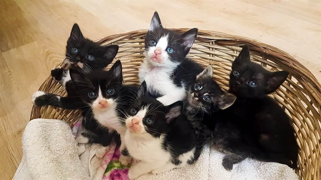 刚接回家的小奶猫，喂错食物真的会要命吗？