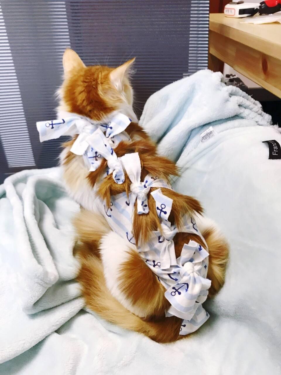 新手养猫如何快速找到靠谱铲屎官？