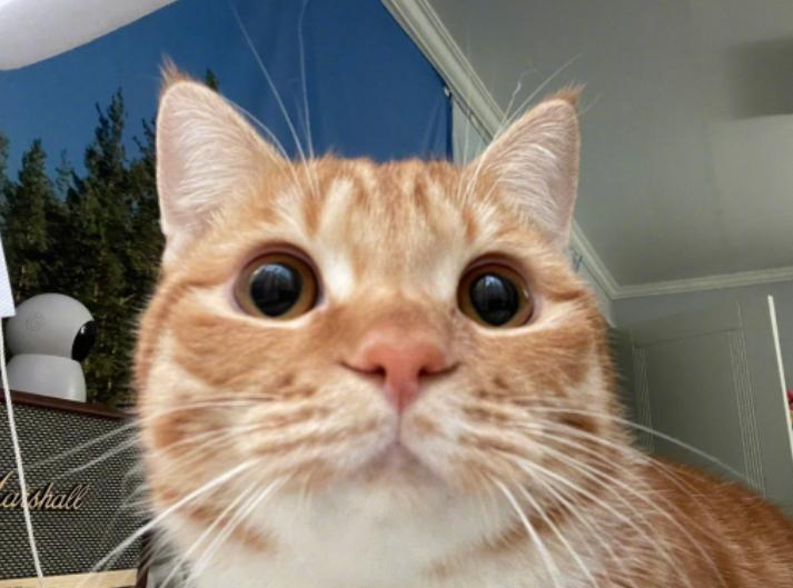 猫咪喝了奶茶真的会中毒吗？