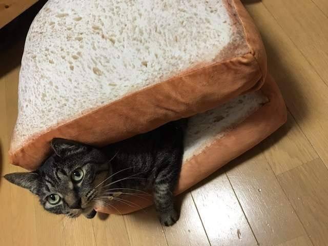 你家主子到底想要什么样的猫窝? 你家主子到底想要什么样的猫窝?