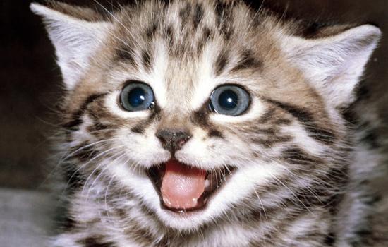 猫咪突然窜稀怎么办?新手必看应急指南 猫咪突然窜稀怎么办?新手必看应急指南