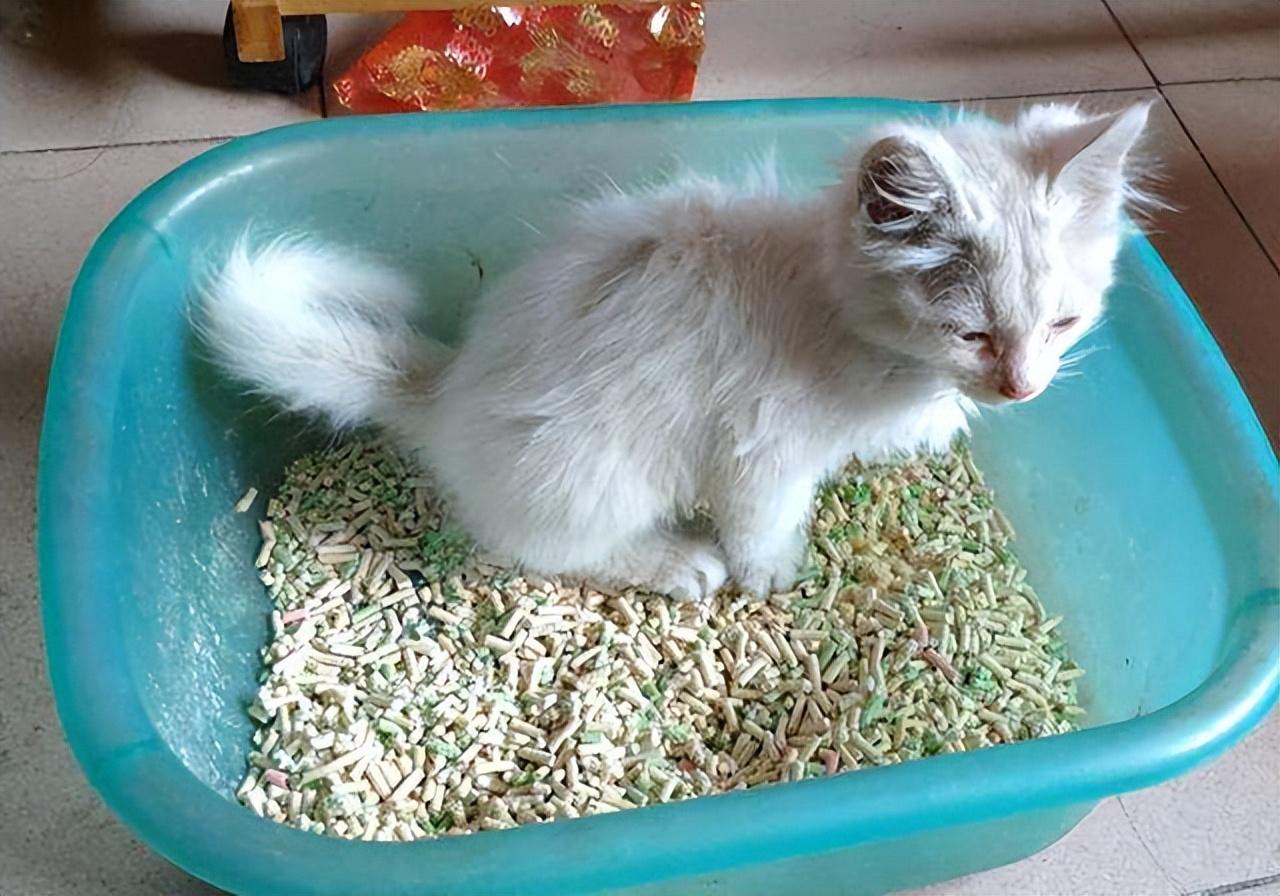 为什么猫咪让人毫无抵抗力？