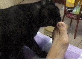 为什么刷猫咪图片停不下来？