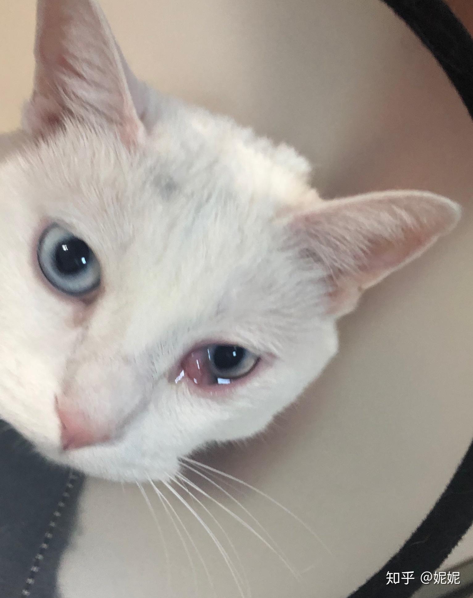 猫咪眼皮外翻能自己恢复吗？