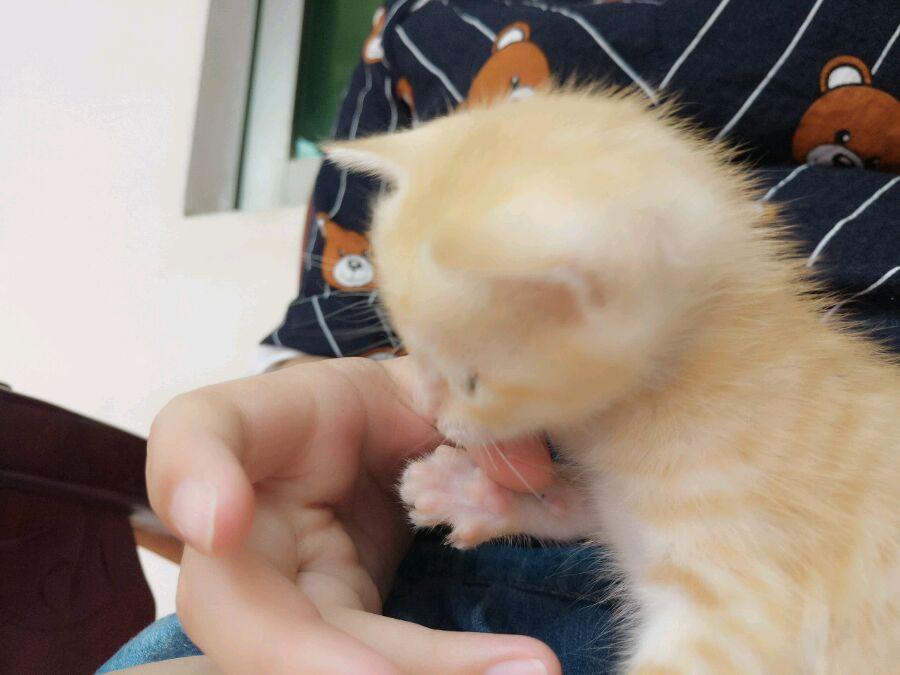 还在为CT3认证发愁？材料繁杂耗时费力 线上全流程代办提速30天 省2万元