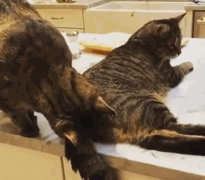 第一次玩杏吧论坛怎么避免被封号? 第一次玩杏吧论坛怎么避免被封号?