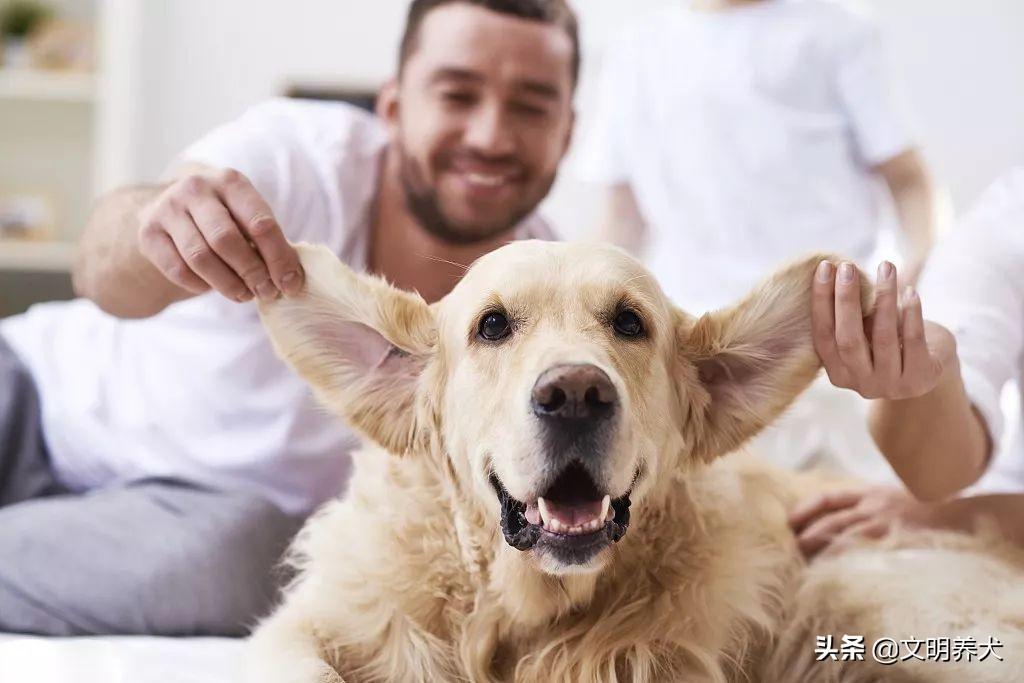 猫咪耳螨真的会传染给人类吗？