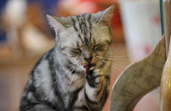 主子舔脸是嫌弃还是示爱？