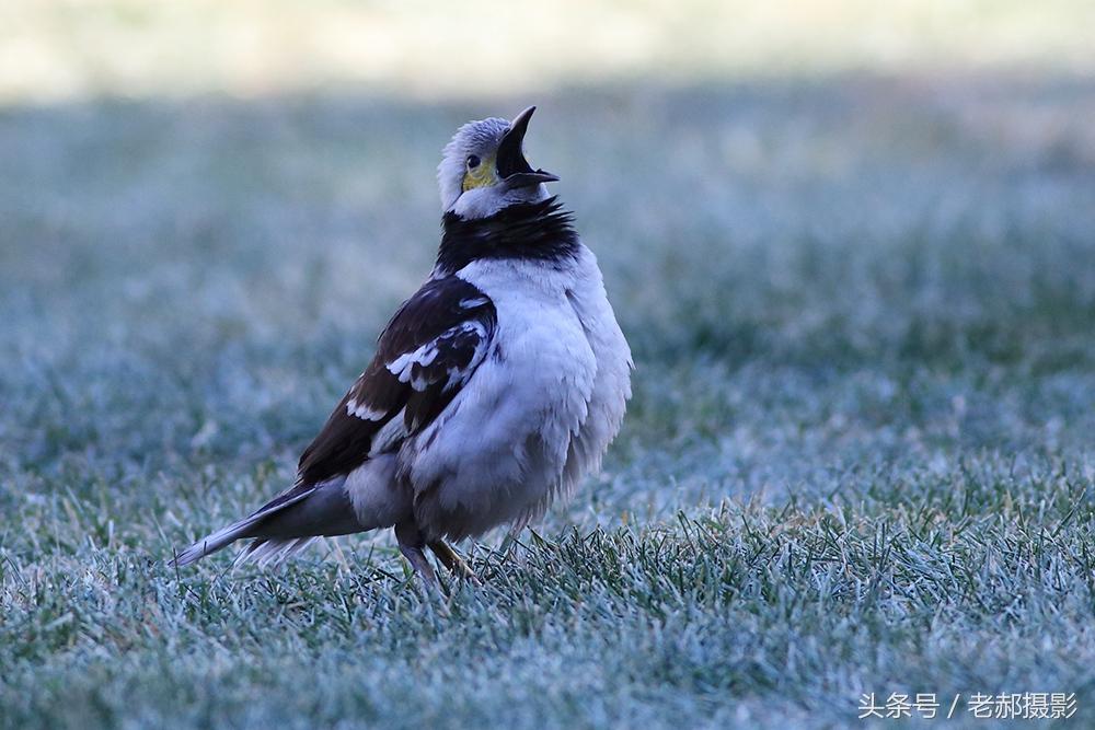 蒙迪欧致胜2.3真的值得买吗 油耗高、配件贵背后藏着哪些省万元技巧 蒙迪欧致胜2.3真的值得买吗 油耗高、配件贵背后藏着哪些省万元技巧
