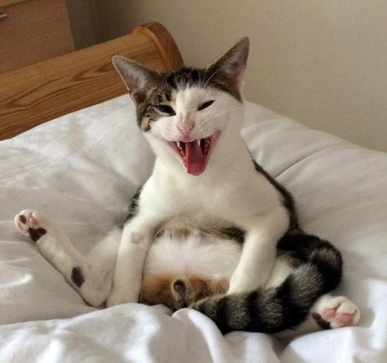 你家猫咪到处蹭东西是在发情吗? 你家猫咪到处蹭东西是在发情吗?