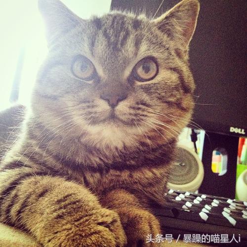 新手养猫最容易忽略的五个细节是什么？